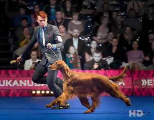 MORGAN - Best In Show
