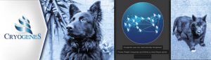 Cryogenes Canine Frozen Semen Transportation - Banner